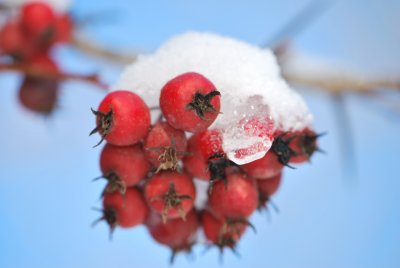 Crataegus crus-galli - hloh kuří noha - plod (zima)